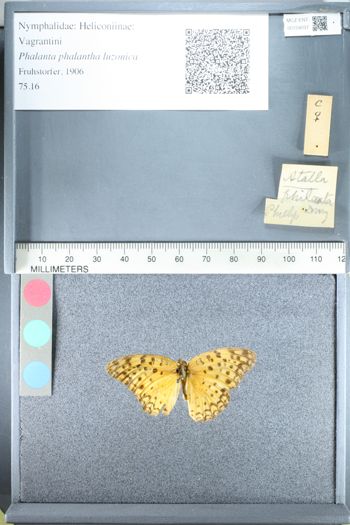 Media type: image;   Entomology 159037